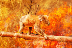 Bush Fire Shutters